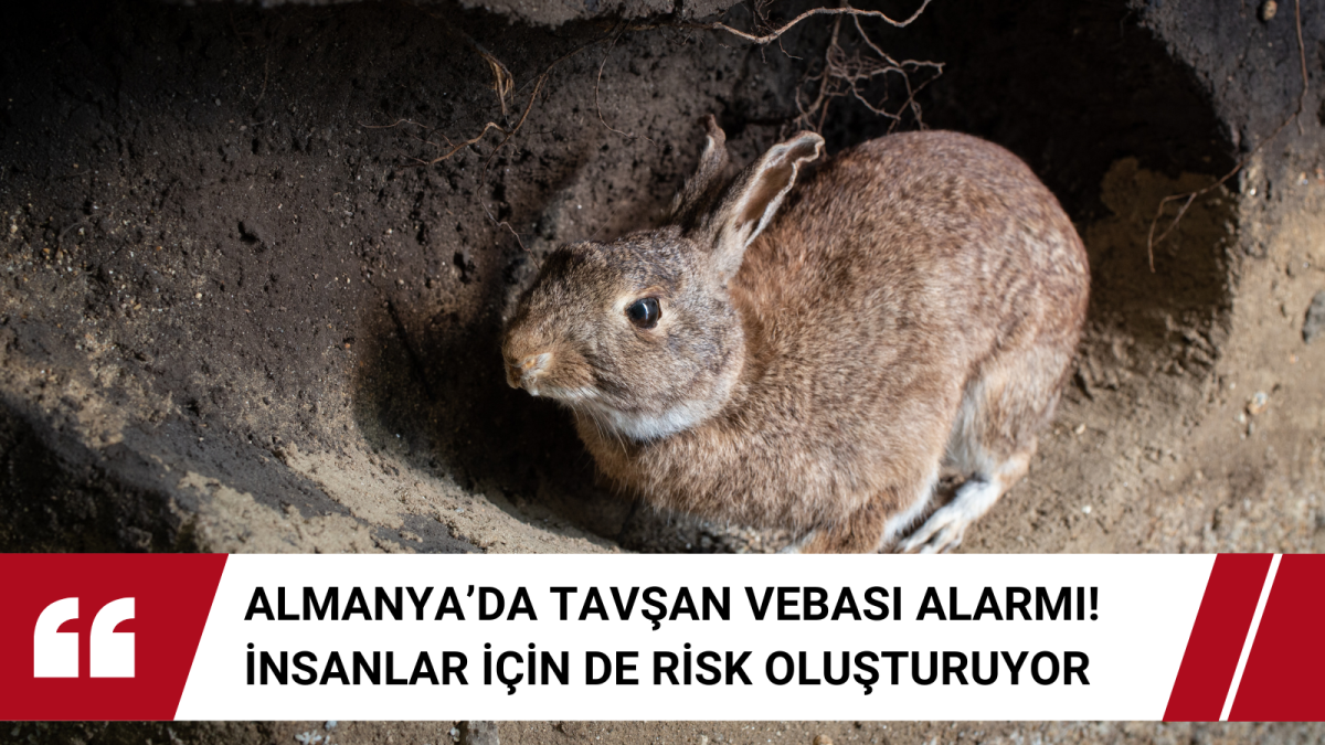 Almanya’da Tavşan Vebası Alarmı: İnsanlar İçin de Risk Oluşturuyor
